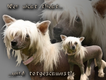 Hundewarnschild Chinese Crested (Chinesischer Schopfhund) #1