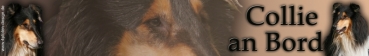 Aufkleber Collie (Schottischer Schäferhund) #1