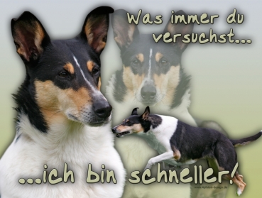 Hundewarnschild Collie (Schottischer Schäferhund) #4