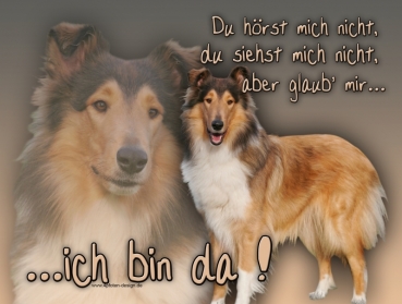 Hundewarnschild Collie (Schottischer Schäferhund) #5