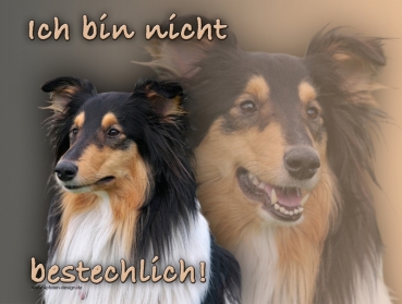 Hundewarnschild Collie (Schottischer Schäferhund) #6