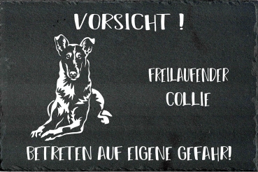 Schieferplatte Collie (Kurzhaar)