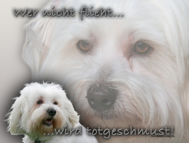 Hundewarnschild Coton de Tulear #3