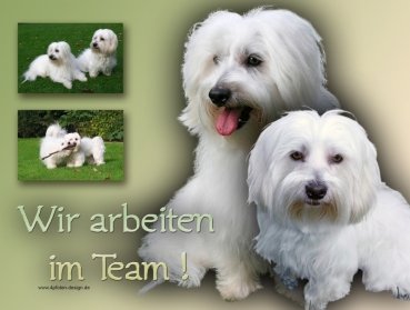 Hundewarnschild Coton de Tulear #4