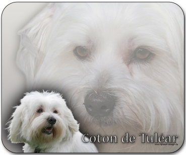 Mousepad Coton de Tulear #1