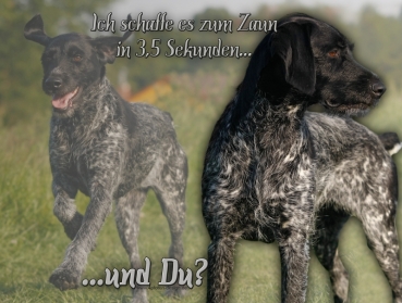 Hundewarnschild Deutsch Drahthaar #1