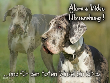 Hundewarnschild Deutsche Dogge #8