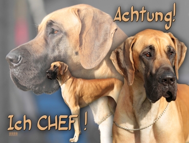 Hundewarnschild Deutsche Dogge #9