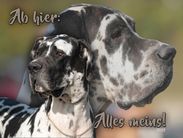 Hundewarnschild Deutsche Dogge #11