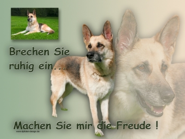 Hundewarnschild Deutscher Schäferhund #9