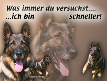 Hundewarnschild Deutscher Schäferhund #13