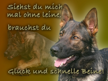 Hundewarnschild Deutscher Schäferhund #16