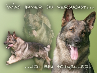 Hundewarnschild Deutscher Schäferhund #17