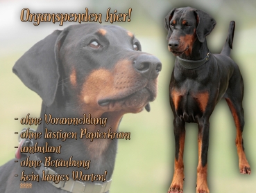 Hundewarnschild Dobermann #5