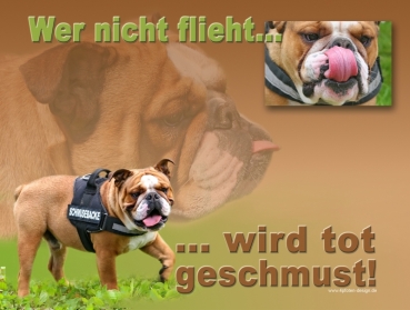 Hundewarnschild Englische Bulldogge #1