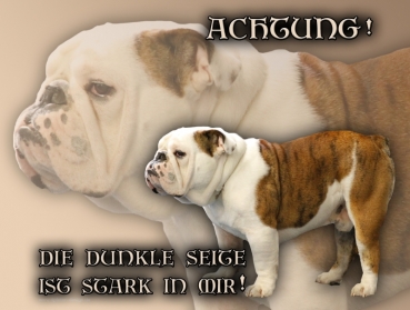 Hundewarnschild Englische Bulldogge #2