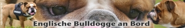 Aufkleber Englische Bulldogge #2