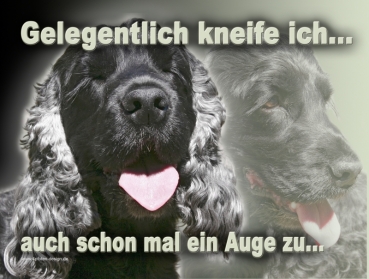 Hundewarnschild Englischer Cocker Spaniel #1