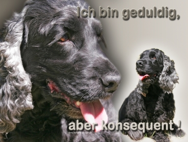 Hundewarnschild Englischer Cocker Spaniel #2