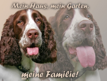 Hundewarnschild Englischer Springer Spaniel #2