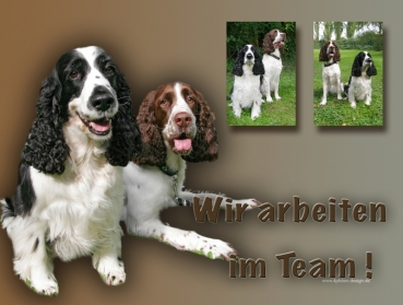 Aluminiumschild englischer springer spaniel