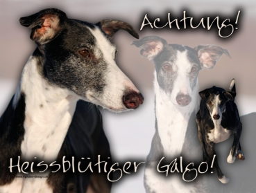 Aluminiumschild Galgo