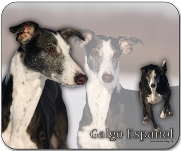 Mousepad Galgo español (Spanischer Windhund) #1