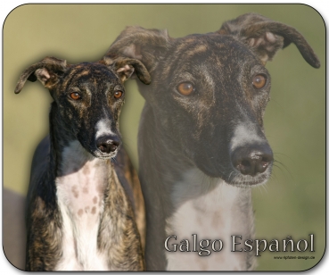 Mousepad Galgo español (Spanischer Windhund) #2