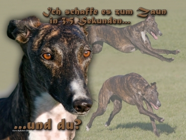 Hundewarnschild Galgo Español #3