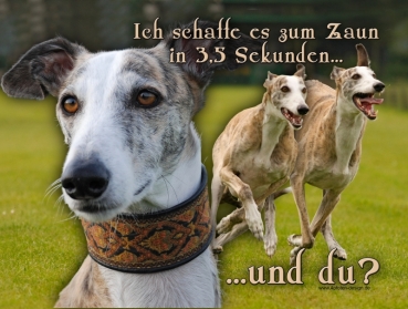 Hundewarnschild Galgo Español #5