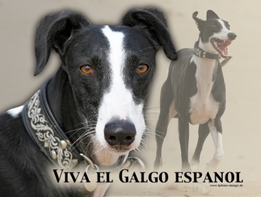 Hundewarnschild Galgo Español #7