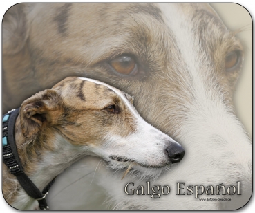 Mousepad Galgo español (Spanischer Windhund) #10