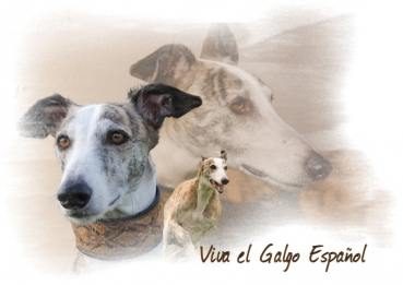 Fototasse Galgo (Spanischer Windhund) Designertasse #12