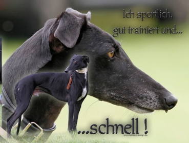 Hundewarnschild Galgo Español #13