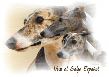 Fototasse Galgo (Spanischer Windhund) Designertasse #14