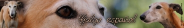 Aufkleber Galgo español (Spanischer Windhund) #14