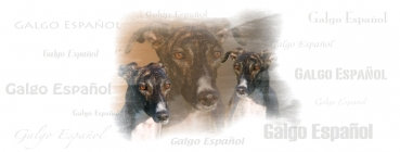 Fototasse Galgo (Spanischer Windhund) Designertasse #17