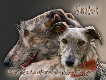 Hundewarnschild Galgo Español (Rauhaar) #18