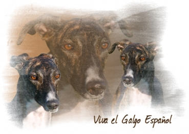 Fototasse Galgo (Spanischer Windhund) Designertasse #18