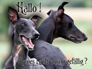 Hundewarnschild Galgo Español #22