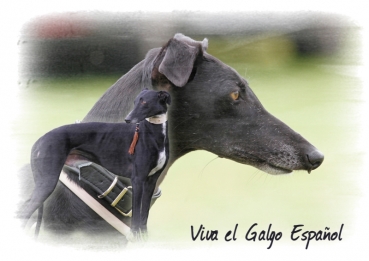 Fototasse Galgo (Spanischer Windhund) Designertasse #23