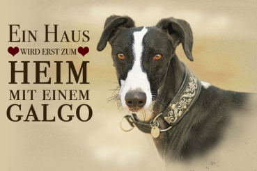 Nostalgieschild - Hundeschild im Retrostil Motiv: Galgo español (Spanischer Windhund) #2