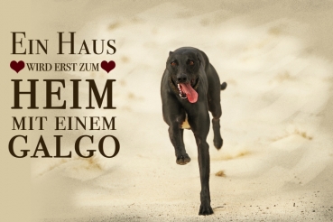 Nostalgieschild - Hundeschild im Retrostil Motiv: Galgo español (Spanischer Windhund) #3
