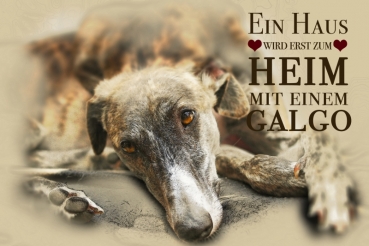 Nostalgieschild - Hundeschild im Retrostil Motiv: Galgo español (Spanischer Windhund) #4