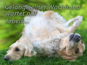 Hundewarnschild Golden Retriever #3