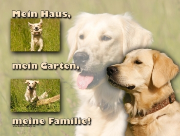 Hundewarnschild Golden Retriever #8