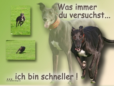 Hundewarnschild Greyhound #2