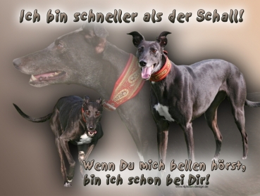 Hundewarnschild Greyhound #3