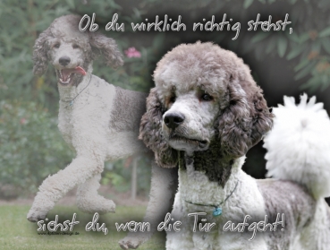 Hundewarnschild Pudel (Großpudel) #4