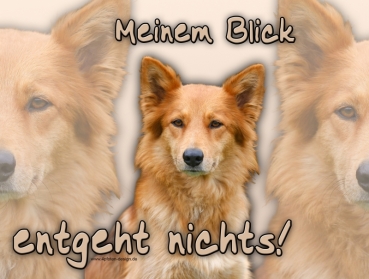 Hundewarnschild Harzer Fuchs (Altdeutscher Hütehund) #1